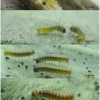 melit phoebe larva1 volg